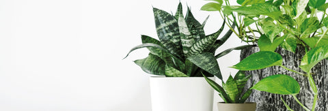 4 Houseplants That Are Easy to Maintain